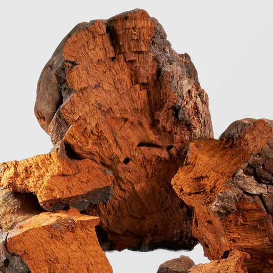 Close-up of raw Chaga mushroom chunks with rich brown interior — premium bulk Chaga mushroom extract from True Spice, wholesale adaptogenic supplier.