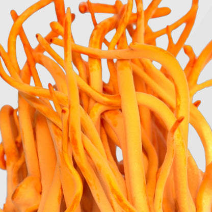 Vibrant orange Cordyceps militaris strands — high-potency Cordyceps mushroom extract powder available in bulk from True Spice wholesale supplier.