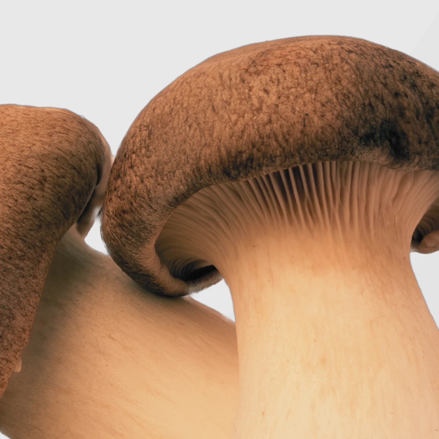 Fresh King Trumpet mushrooms showing thick stems and caps — bulk King Trumpet mushroom extract offered by True Spice for wholesale buyers.
