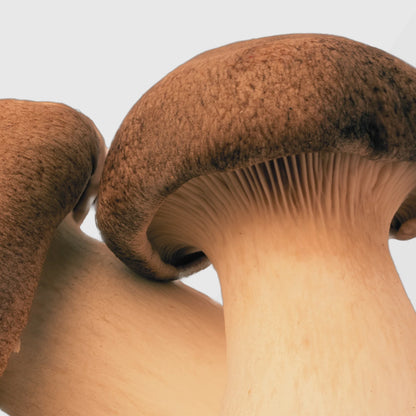 Fresh King Trumpet mushrooms showing thick stems and caps — bulk King Trumpet mushroom extract offered by True Spice for wholesale buyers.