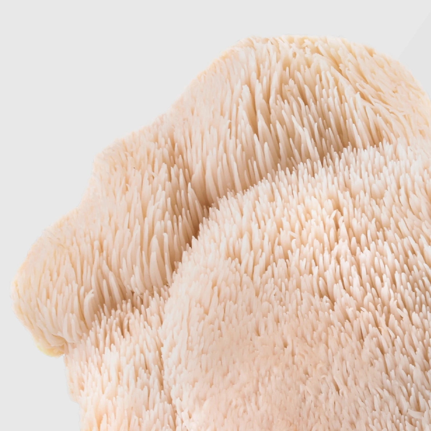 White cascading spines of Lion’s Mane mushroom — premium Lion’s Mane mushroom extract in bulk from True Spice wholesale supplier.