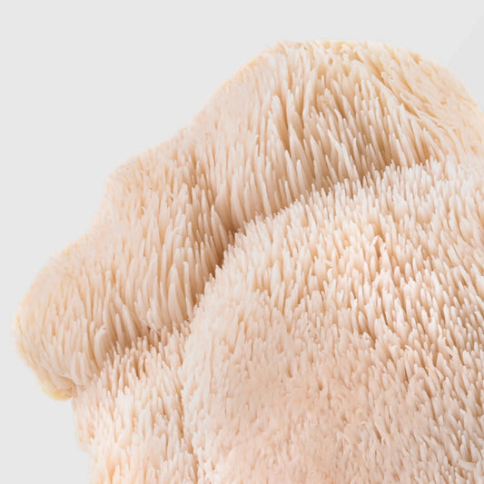 White cascading spines of Lion’s Mane mushroom — premium Lion’s Mane mushroom extract in bulk from True Spice wholesale supplier.