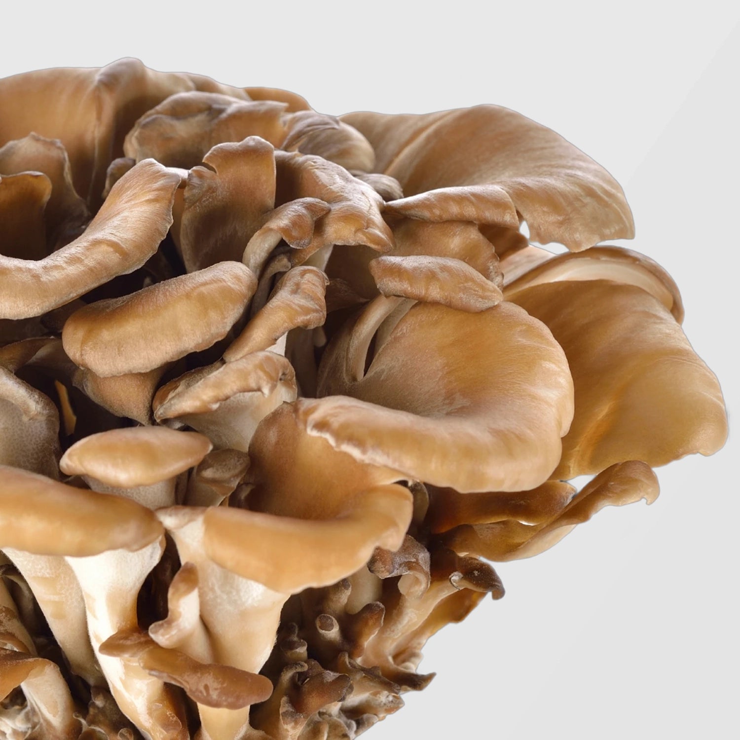 Cluster of golden-brown Maitake mushrooms — True Spice bulk Maitake mushroom extract for functional food and supplement manufacturers.