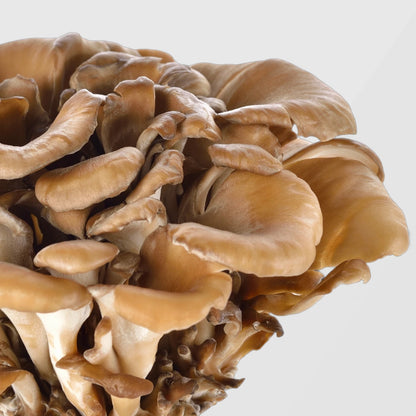 Cluster of golden-brown Maitake mushrooms — True Spice bulk Maitake mushroom extract for functional food and supplement manufacturers.