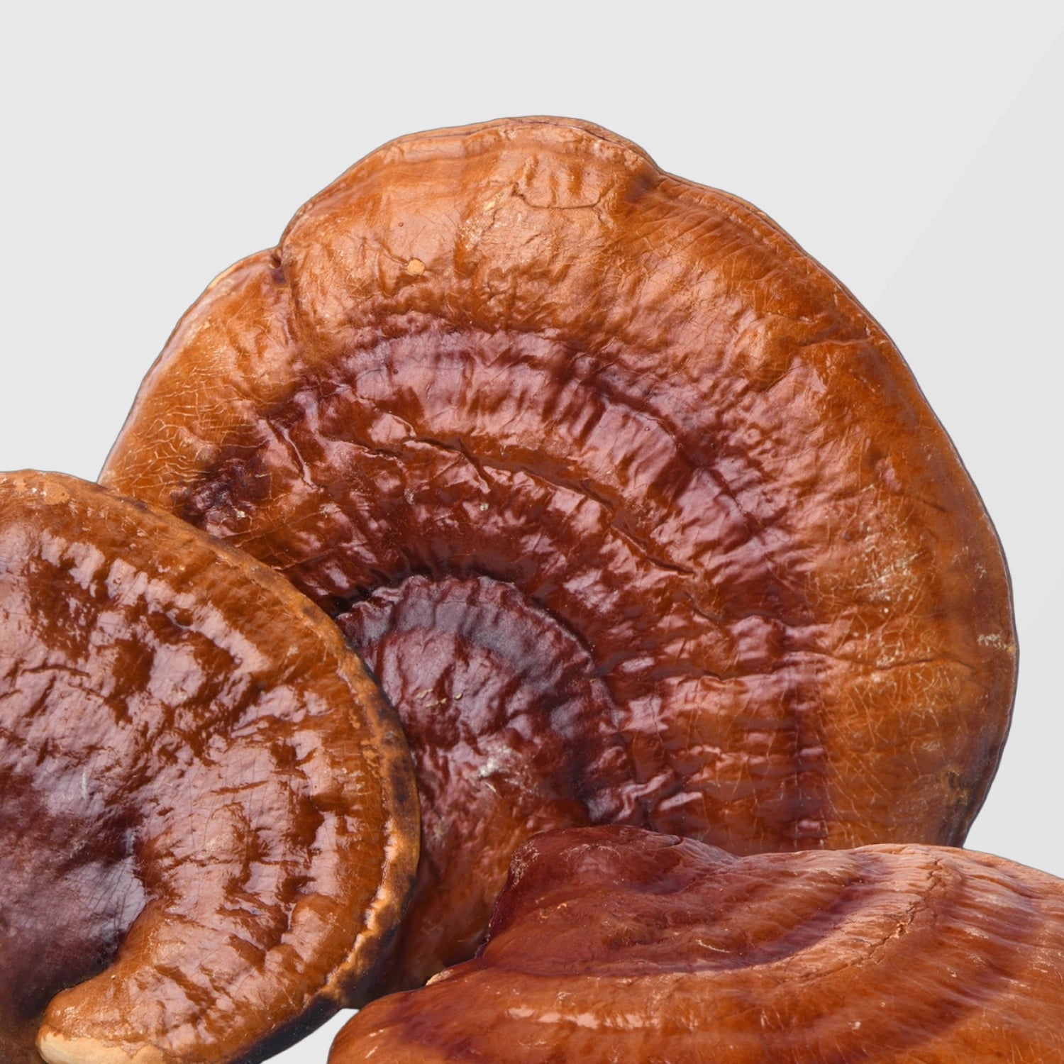 Glossy reddish Reishi mushroom fruiting bodies — organic Reishi mushroom extract available in bulk from True Spice wholesale supplier.