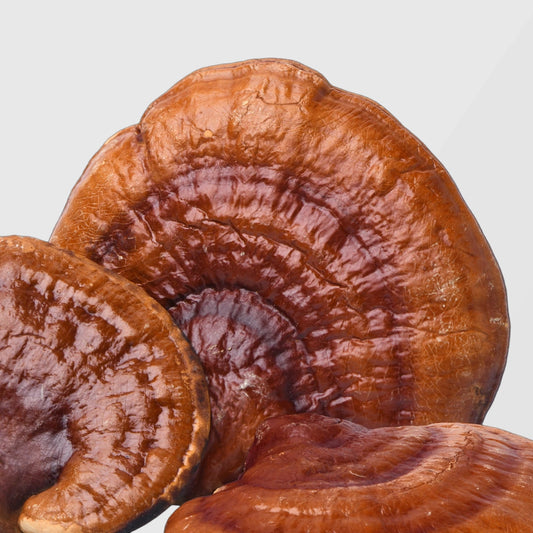 Glossy reddish Reishi mushroom fruiting bodies — organic Reishi mushroom extract available in bulk from True Spice wholesale supplier.