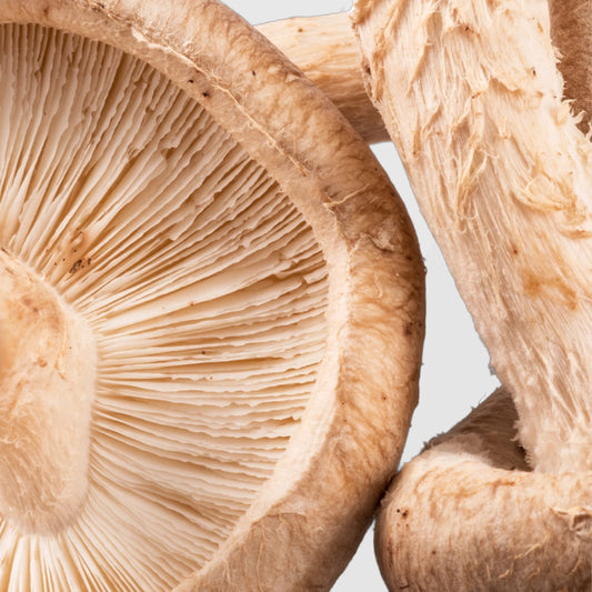 Detailed view of Shiitake mushroom gills and stems — True Spice bulk Shiitake mushroom extract for wholesale and formulation use.