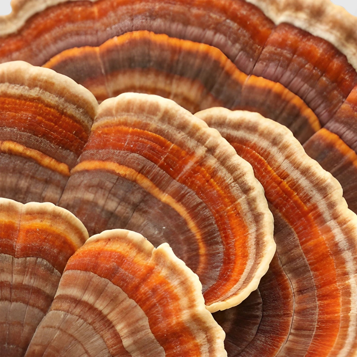 Colorful concentric rings of Turkey Tail mushroom — high-quality Turkey Tail extract powder from True Spice bulk wholesale supplier.